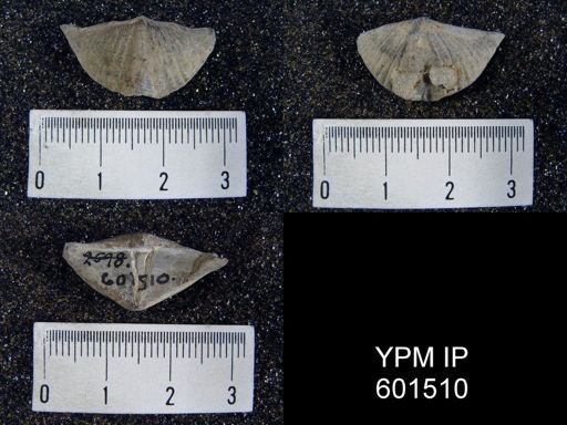 Spirifera subcuspidata