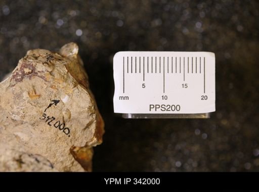 undet. Scaphitidae