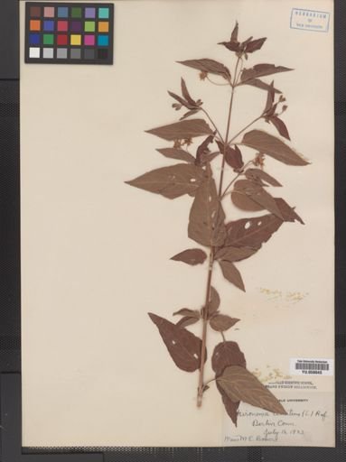 Plantae