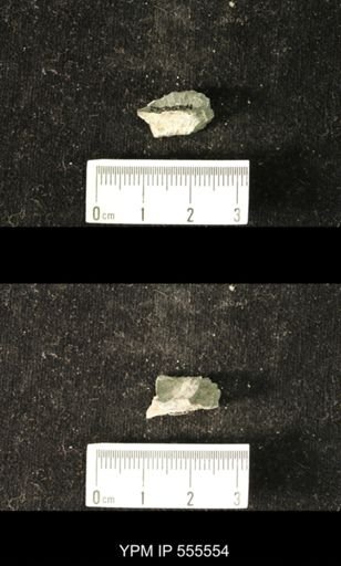 Productus semireticulatus