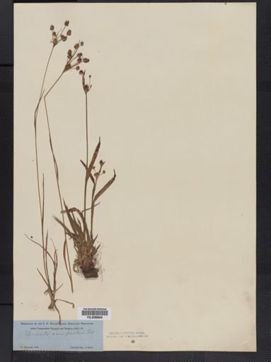 Luzula campestris