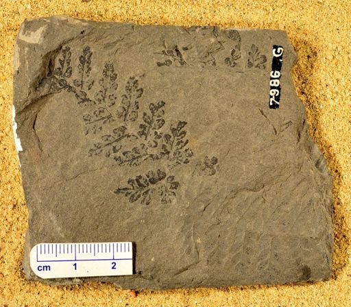 Sphenopteris wetmorei