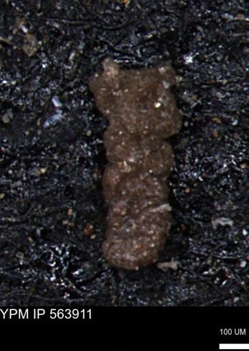 Ammobaculites euides