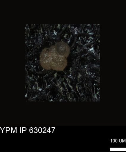 undet. Foraminiferida