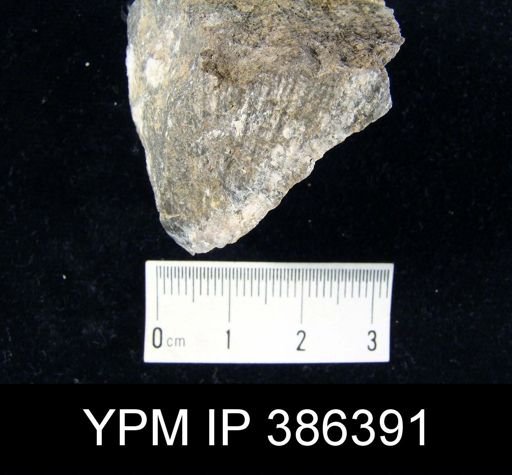 Strophodonta coeymanensis