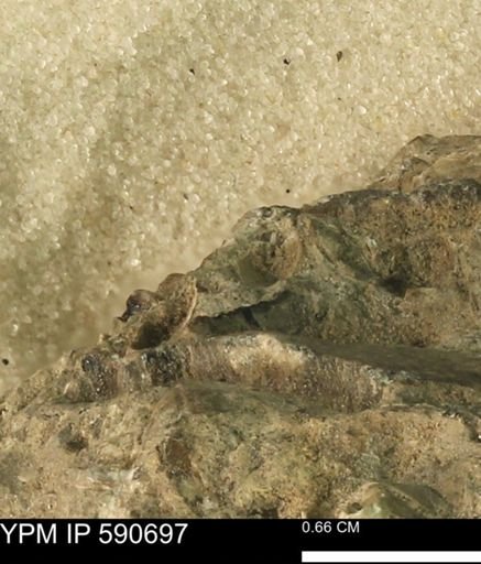 undet. Bivalvia