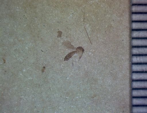 undet. Diptera