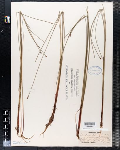 Eleocharis calva