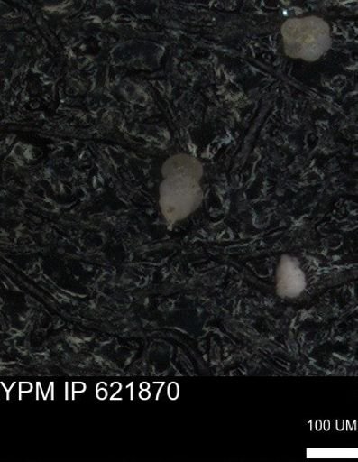 undet. Foraminiferida