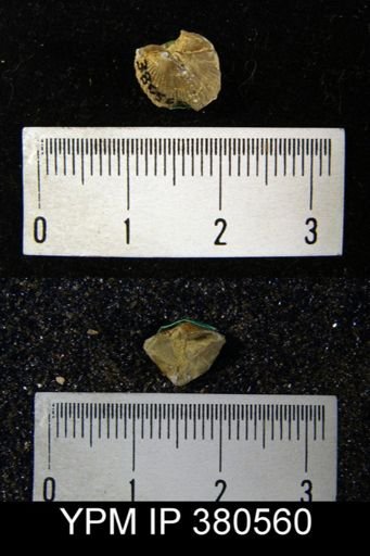 Cyrtia cyrtiniformis