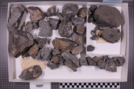 mixed taxa, stratigraphic collection