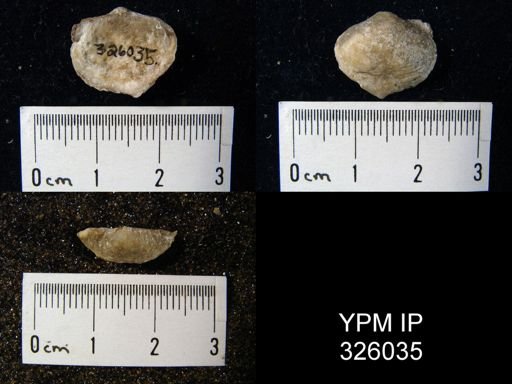 Marginifera juresanensis