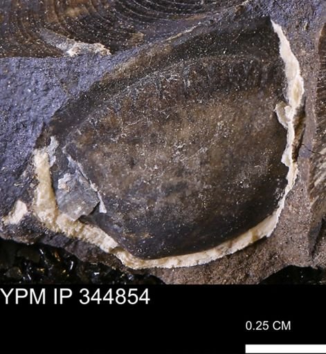 Limopsis striatopunctatus