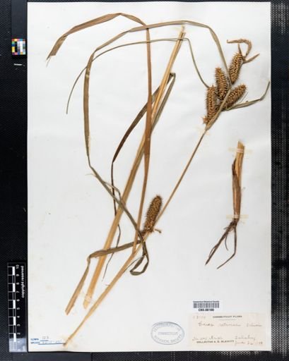 Carex retrorsa
