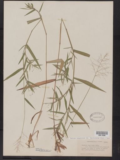Panicum lanuginosum