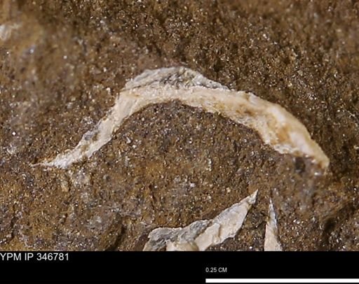 undet. Mollusca
