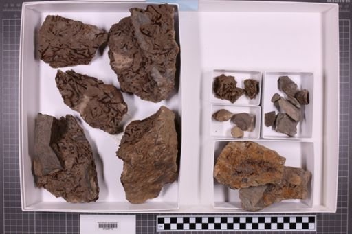 mixed taxa, stratigraphic collection