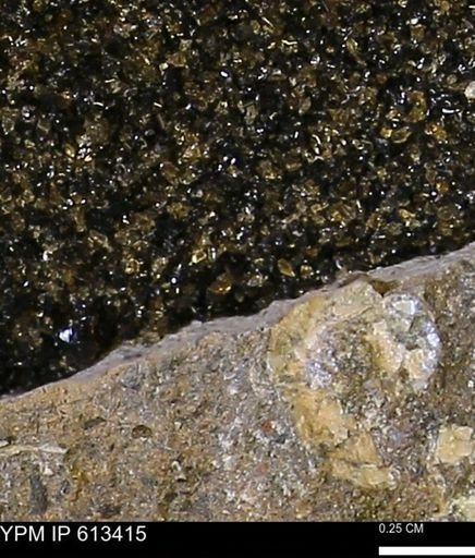 Scaphites sp.
