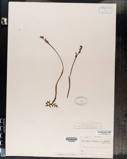 Corallorrhiza