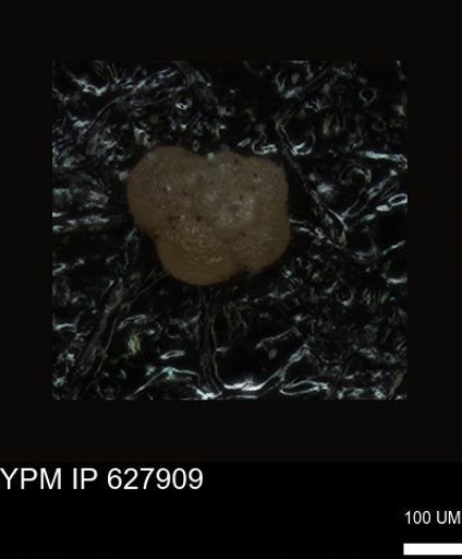 undet. Foraminiferida