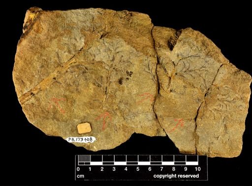 Archaeopteris jacksoni
