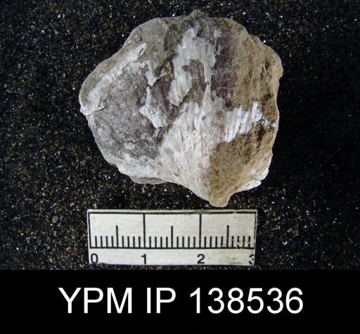 Spirifer (Neospirifer) musakheylensis