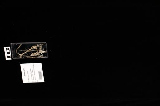 Petrosaurus mearnsi