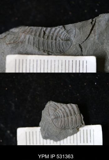 undet. Trilobita