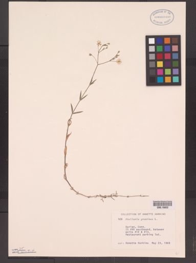 Stellaria graminea