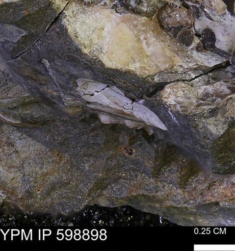 Hoploscaphites sp.