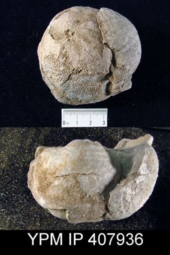 Plicatifera humerosa