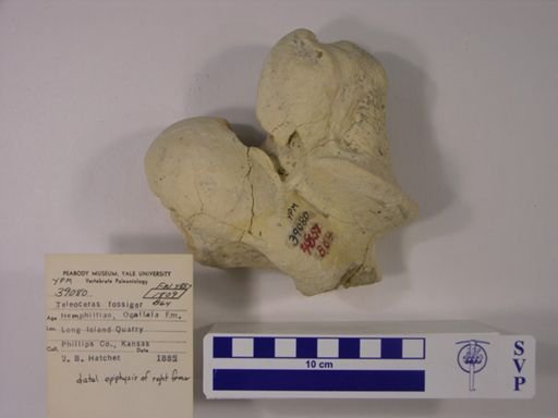 Teleoceras fossiger