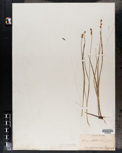 Carex echinata