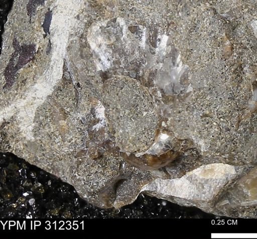 undet. Ammonoidea