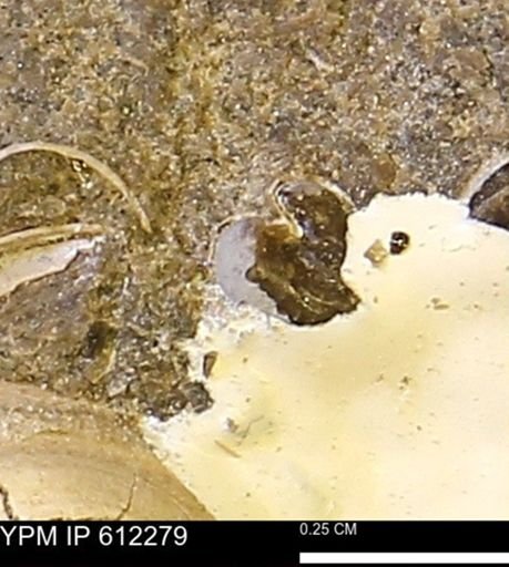 undet. Bivalvia