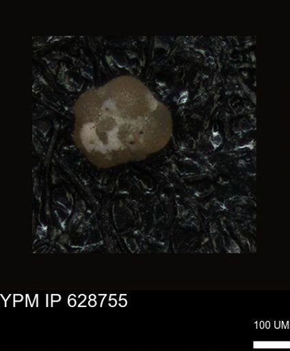 undet. Foraminiferida