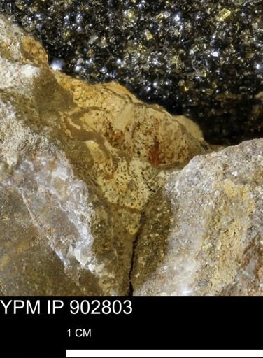 Baculites sp.