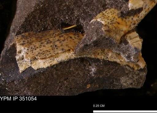 undet. Bivalvia