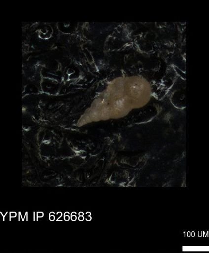 undet. Foraminiferida