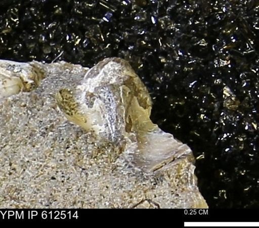 Protocardia sp.