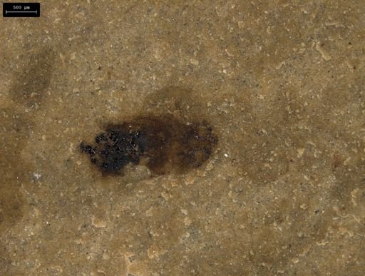 taxon undetermined