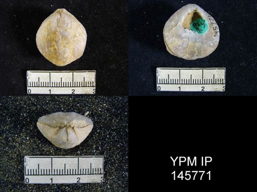 Spirigerella derbyi