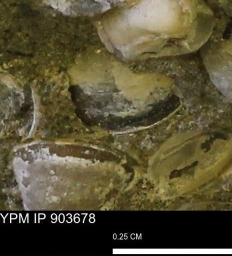Corbulamella sp.