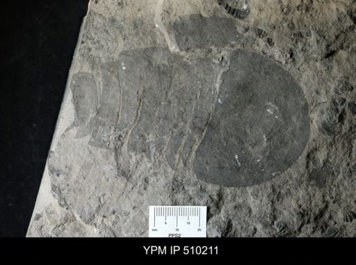 Erieopterus microphthalmus