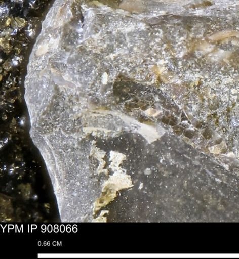 undet. Mollusca