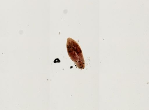 Platyhelminthes