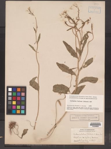 Cardamine bulbosa