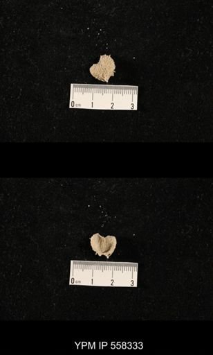 Echinosteges sp.