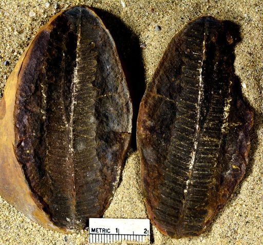 Pecopteris squamosa