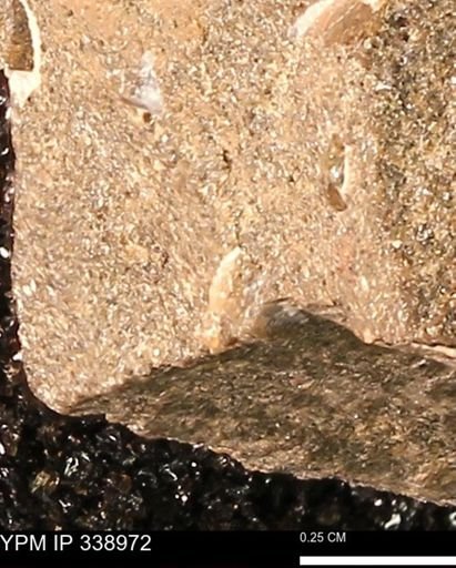 undet. Mollusca